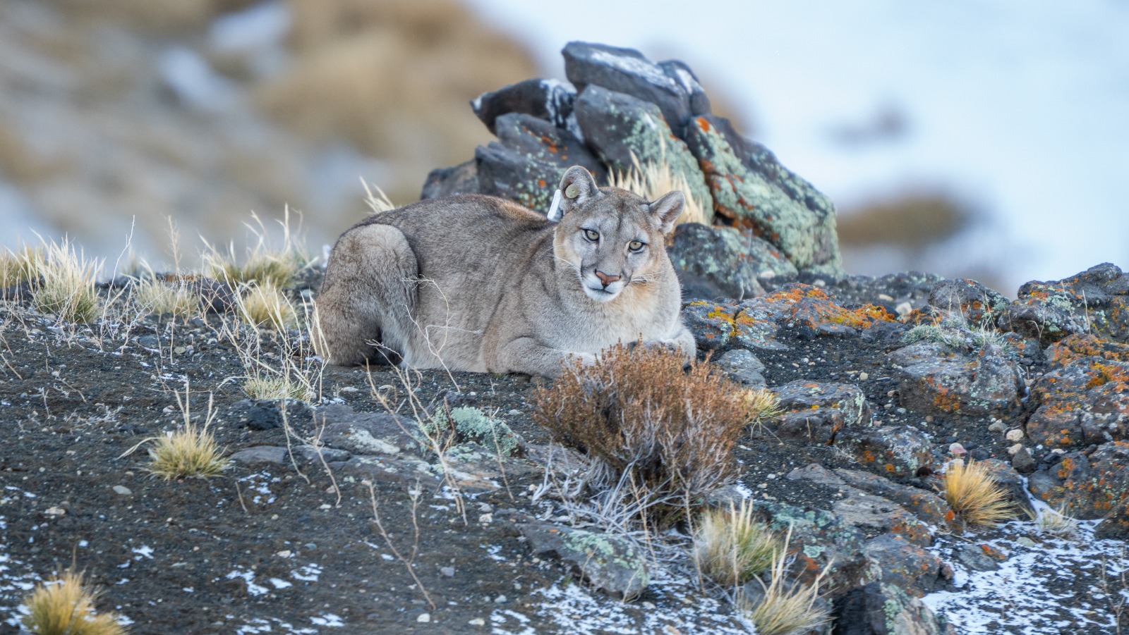 avistaje de pumas en parque patagonia